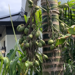 Corey Bigler areca catechu inflorescence