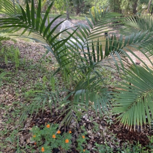 Rare Palm Ranch Vonitra crinita
