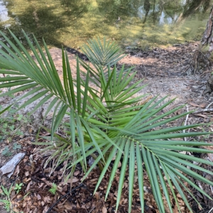 Rare Palm Ranch Raphia farnifera