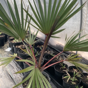 Dennis Lytkine Red Latan Palm