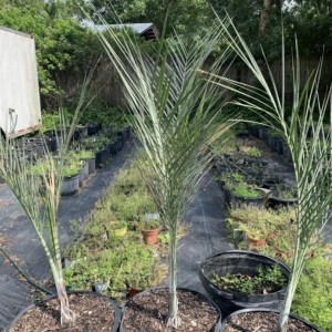 Rare Palm Ranch Pseudophoenix vinifera