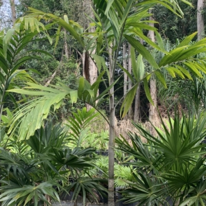 Rare Palm Ranch Veitchia winin