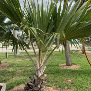 Vivas Palm Park Yellow Latan Palm