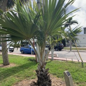 Vivas Palm Park Yellow Latan Palm 2