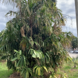 Vivas Palm Park Coccothrinax alta