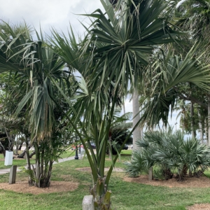 Vivas Palm Park Sabal mauritiiformis