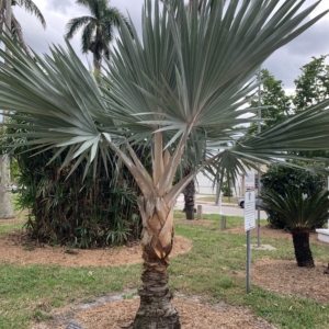 Vivas Palm Park Red Latan Palm