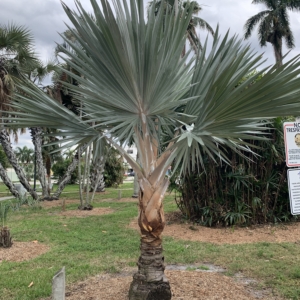 Vivas Palm Park Red Latan Palm