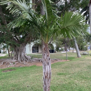 Vivas Palm Park Syagrus schizophylla