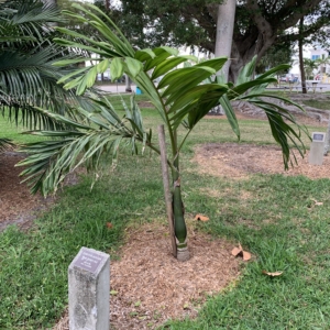 Vivas Palm Park Chambeyronia macrocarpa