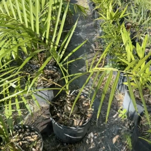 Dennis Lyt Gaussia princeps 3 gallon
