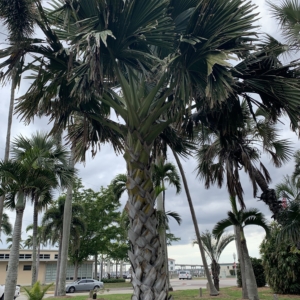 Vivas Palm Park Corypha umbraculifera