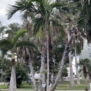 Edison Ford Estates Areca catechu