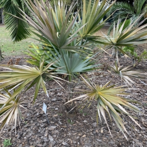 Edison Ford Estates Key Thatch Palm