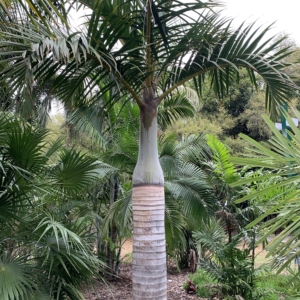 Edison Ford Estates Spindle Palm