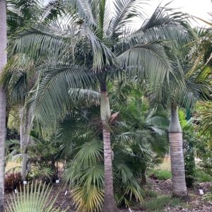 Edison Ford Winter Estates Princess Palm