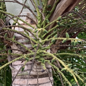 Edison Ford winter estates Dictyosperma album var aureum inflorescence