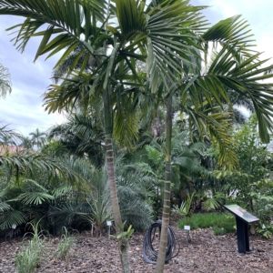 Edison Ford Estates Ptychosperma elegans