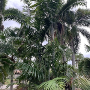 Edison Ford Estates Chrysalidocarpus pembanus