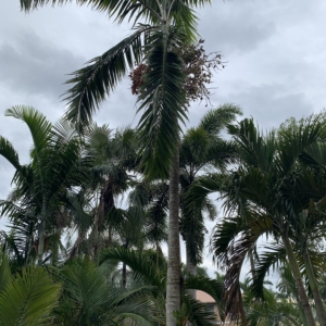 Edison Ford Estates Veitchia joannis
