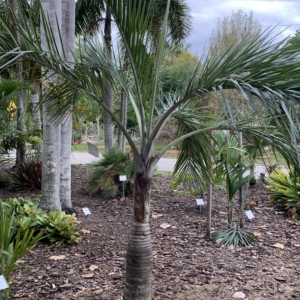 Edison Ford Estates Pseudophoenix sargentii