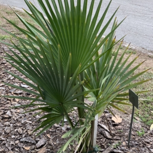 Edison Ford Estates Copernicia fallaensis