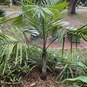 Edison Ford Estates Cyphophoenix elegans