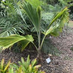 Edison Ford Winter Estates Pritchardia vuylstekeana