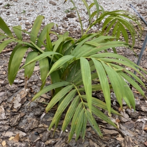 Edison Ford Estates Chrysalidocarpus robustus 2