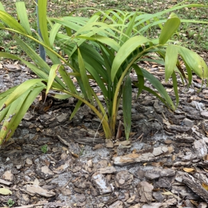 Edison Ford Estates Chrysalidocarpus robustas