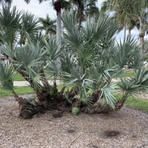 Bennett-Hart Serenoa repens