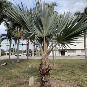 Bennett-Hart Red Latan Palm