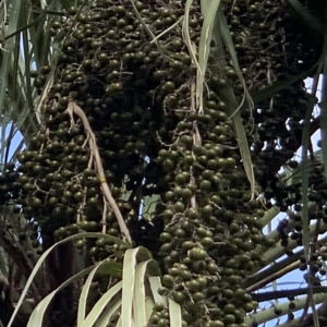 Bennett- Hart Copernicia prunifera seeds