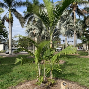 Bennett-Hart Chrysalidocarpus cabadae