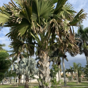 Bennett-Hart Talipot Palm