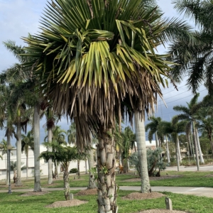 Bennett- Hart Park Copernicia