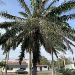 Bennett-Hart Oil Palm