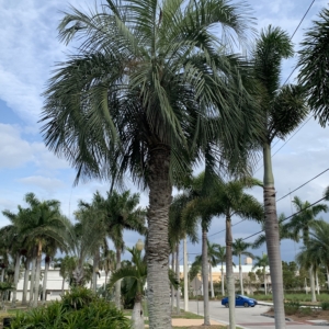 Bennett-Hart Butia capitata