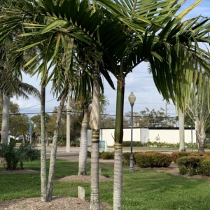 Bennett-Hart Flamethrower Palm