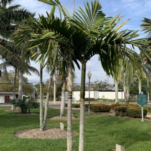 Bennett- hart flamethrower palm