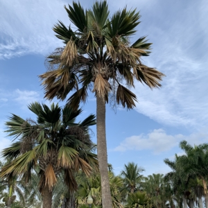 Fort Myers Sabal Lisa