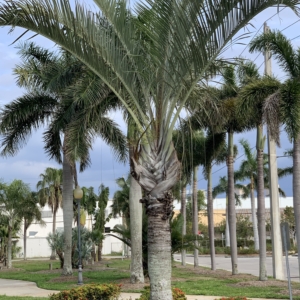 Bennett-hart triangle palm