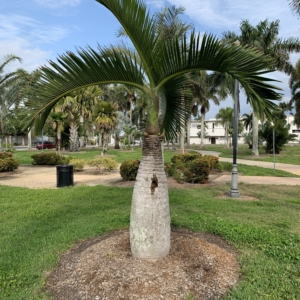 Bennett-Hart Park Bottle Palm