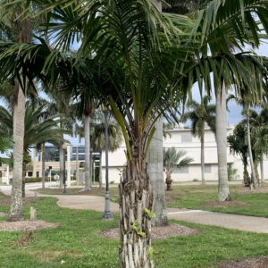 Bennett-Hart Park Syagrus