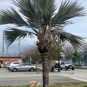 Fort Myers Blue Latania