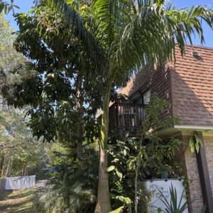 Roystonea regia - my Royal palm