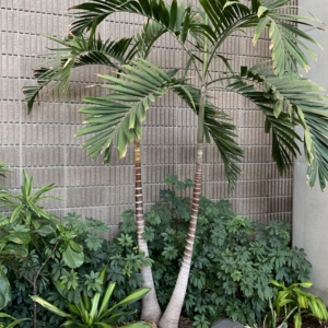 NAFEM MacArthur Palm