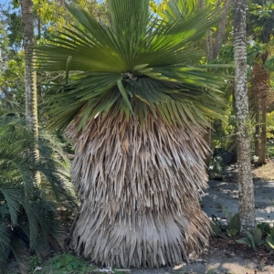 Rare Palm Ranch Copernicia macroglossa