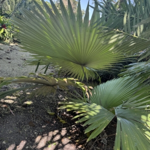 Rare Palm Ranch Kerriodoxa elegans