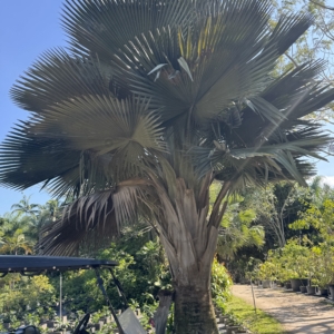 Rare Palm Ranch Copernicia fallaensis